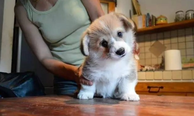 寵物狗年度費用