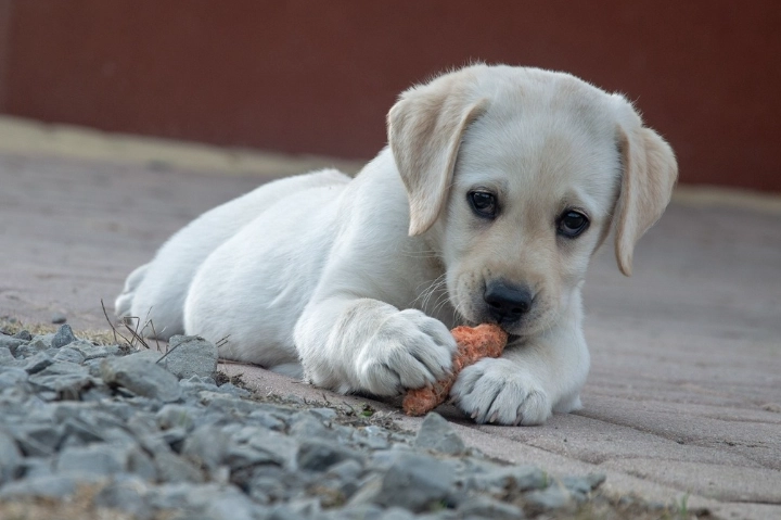 幼犬益生菌怎麼選 幼犬益生菌怎麼選