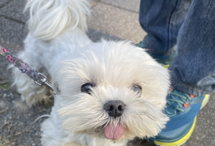 馬爾濟斯優缺點