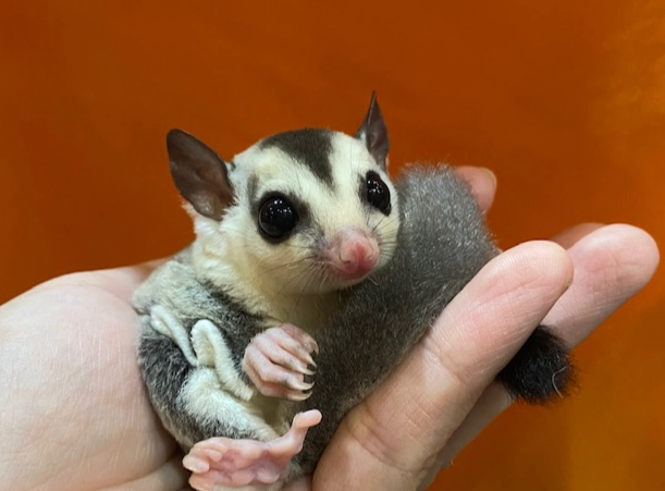 蜜袋鼯疾病徵兆