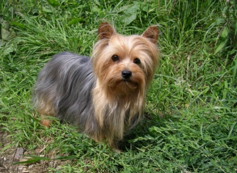 約克夏聰明度 約克夏聰明度