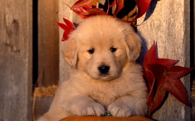 胰臟炎飲食管理