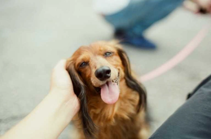 狗行為解讀 狗行為解讀