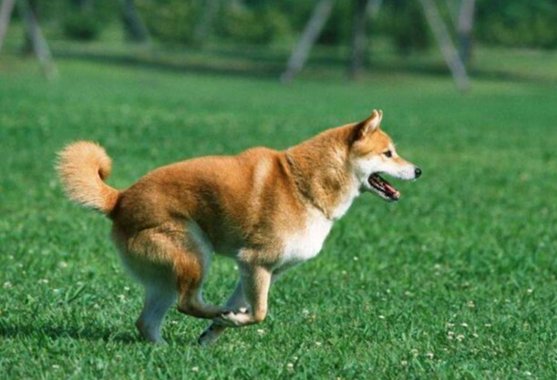 狗狗眼藥水推薦