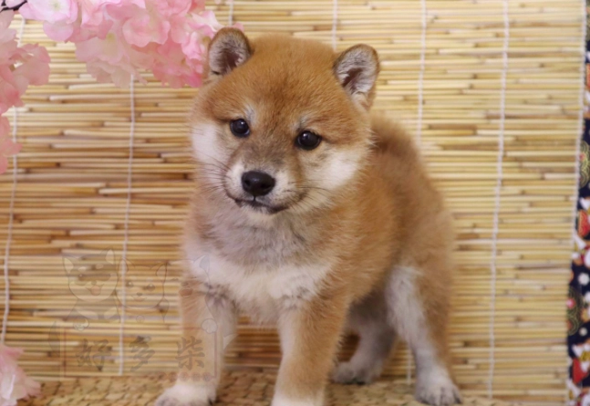 狗狗益生菌選擇 狗狗益生菌選擇