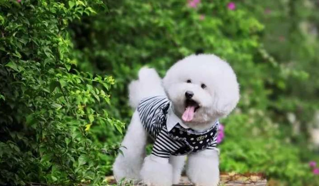 比熊犬護理 比熊犬護理