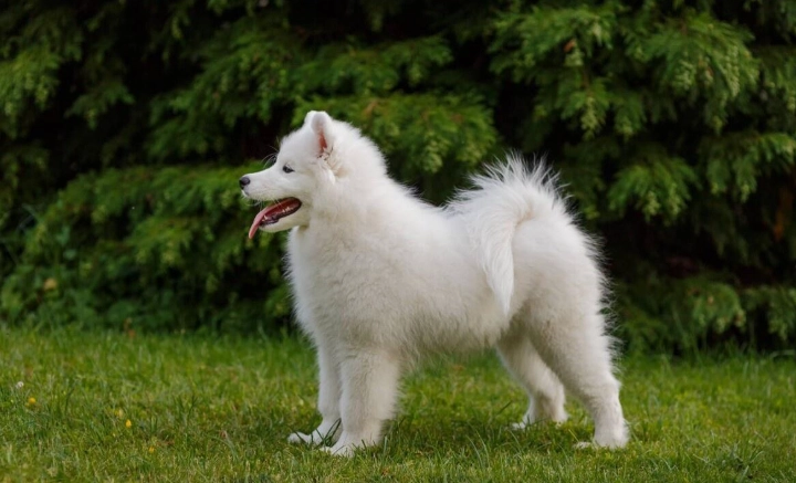 狗狗眼藥水推薦