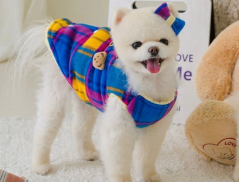 貴賓犬標準體型 貴賓犬標準體型