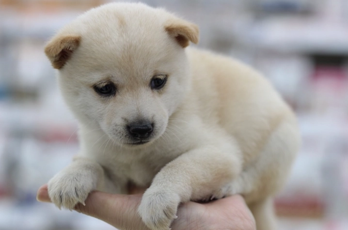 狗狗驅蟲藥品牌