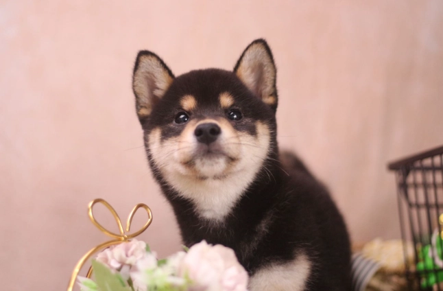 貓咪益生菌品牌 貓咪益生菌品牌