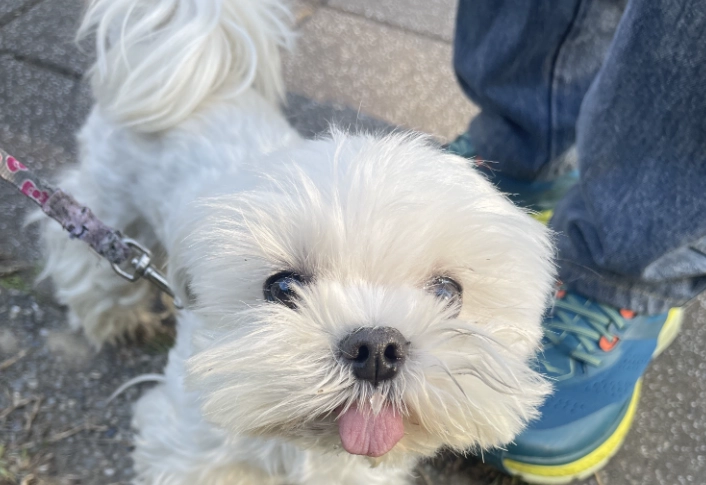 馬爾濟斯洗澡頻率