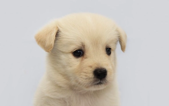 驅蟲藥不良反應