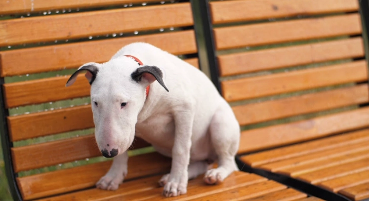 狗狗血尿原因 狗狗血尿原因