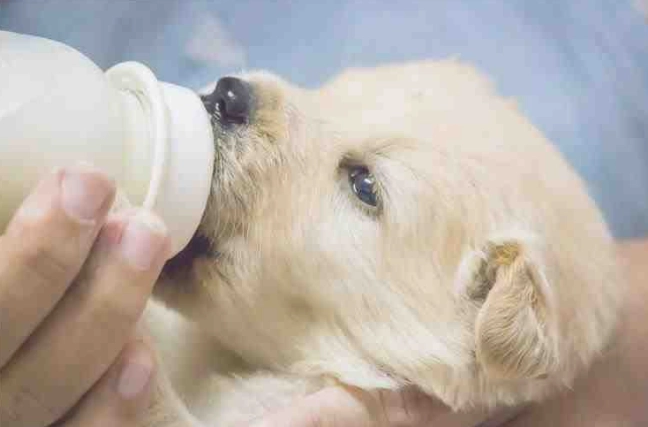 狗狗喝羊奶好處