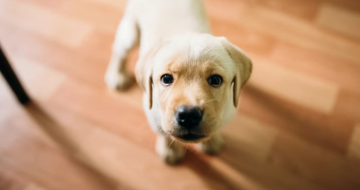 狗呼吸聲大原因