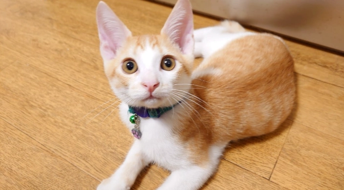 貓智商測試 貓智商測試