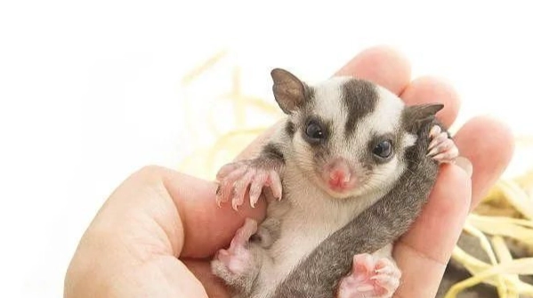 蜜袋鼯健康問題