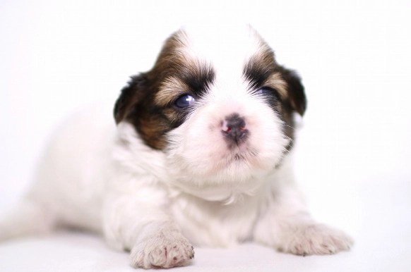 如何讓幼犬不叫