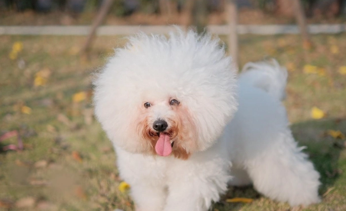 比熊犬飼養困難