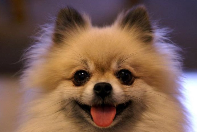 毛孩益生菌功效 毛孩益生菌功效