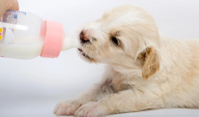 羊奶對狗狗的影響