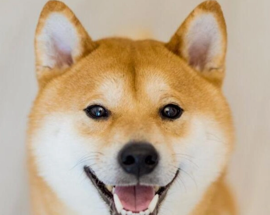 柴犬訓練方法 柴犬訓練方法