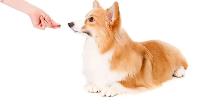 寵物狗年度費用