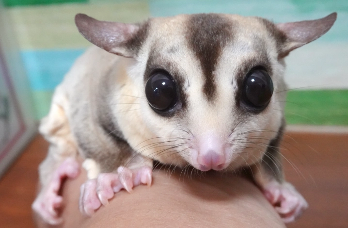 蜜袋鼯飼養注意事項