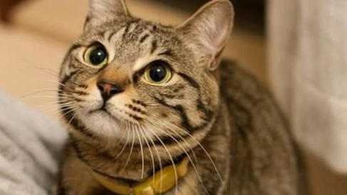 貓智商測試 貓智商測試