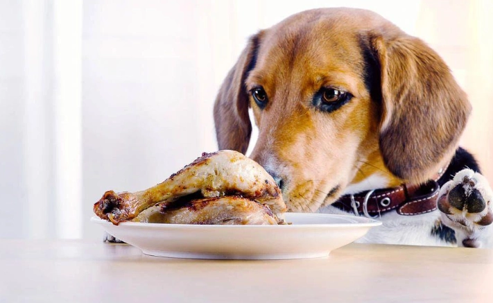 咖哩對狗的影響