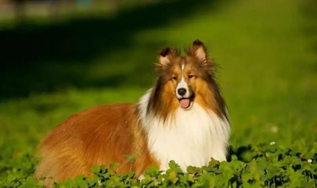 喜樂蒂牧羊犬標準體重 喜樂蒂牧羊犬標準體重