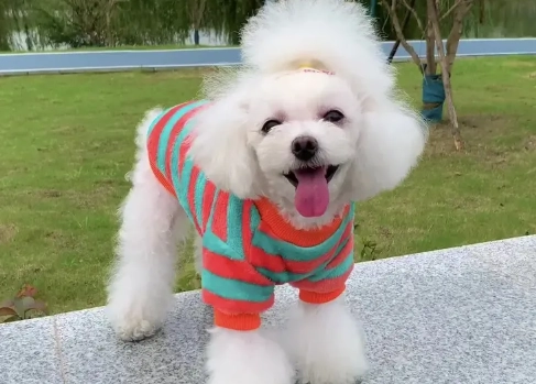 貴賓犬標準體型 貴賓犬標準體型