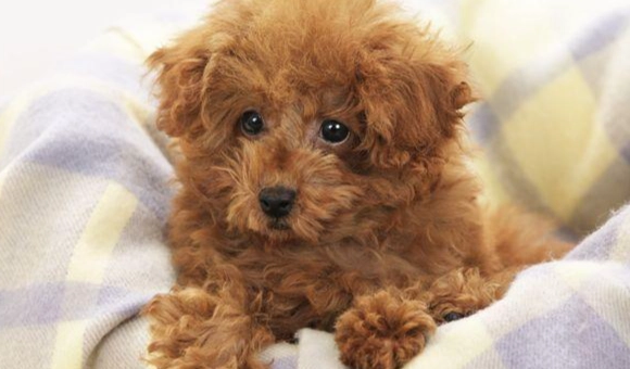 延長玩具貴賓壽命 延長玩具貴賓壽命