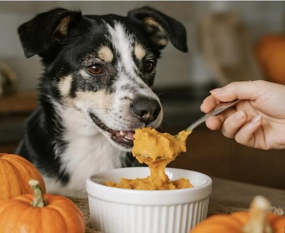 狗南瓜皮終極指南：安全餵食、健康好處與常見問題全解析