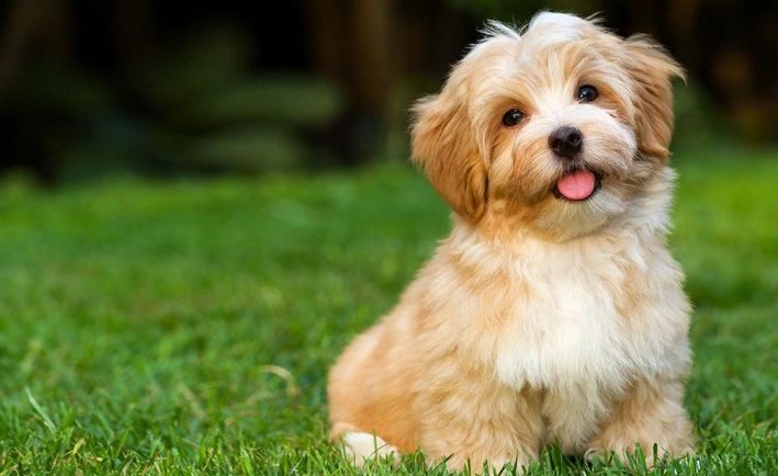 小狗可以吃奇異果嗎？獸醫告訴你餵食安全與風險指南