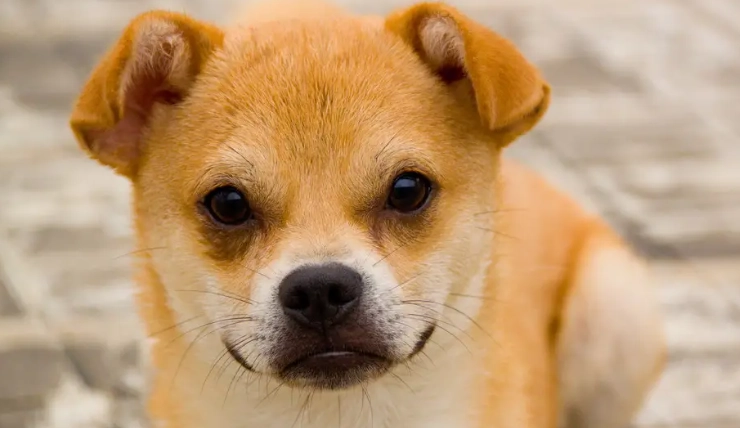 狗狗可以吃豬大骨嗎