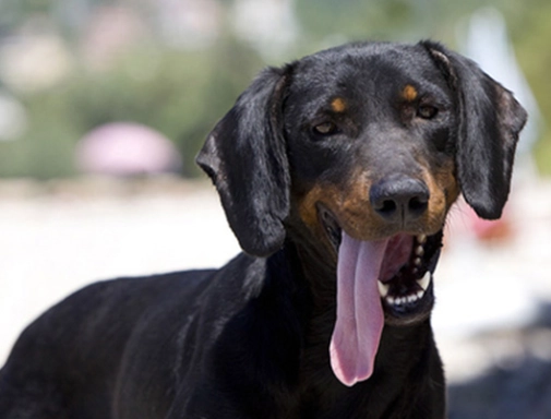 狗狗吃到一點點葡萄