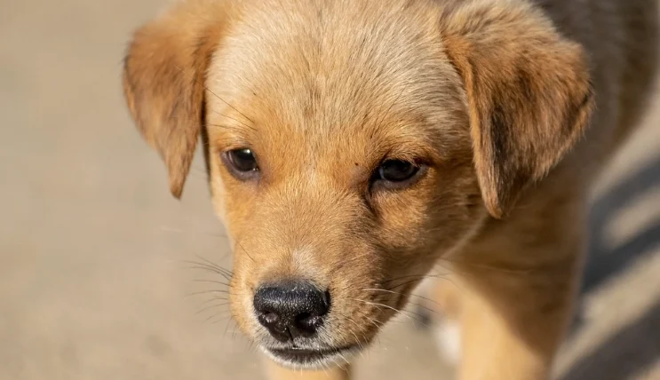 幼犬牙齒鬆動要拔嗎