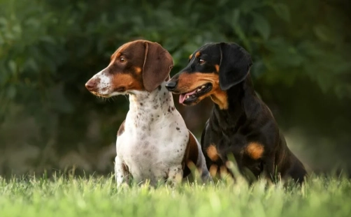 葡萄對狗有毒 葡萄對狗有毒