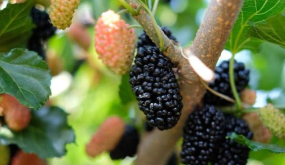 桑椹對狗的好處