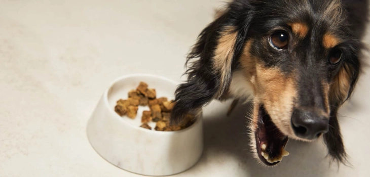 狗吃洋蔥 狗吃洋蔥