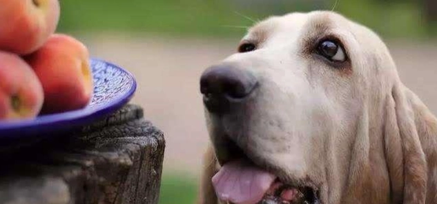 腰果對狗有害嗎