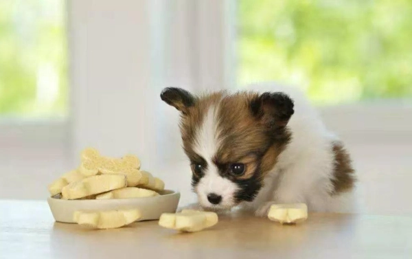 狗食杏仁豆腐安全嗎 狗食杏仁豆腐安全嗎