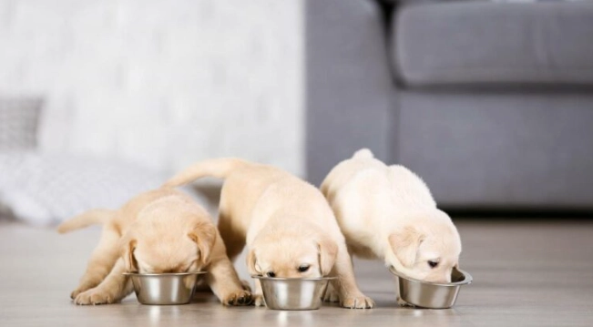 水煮蛋對狗狗的好處 水煮蛋對狗狗的好處