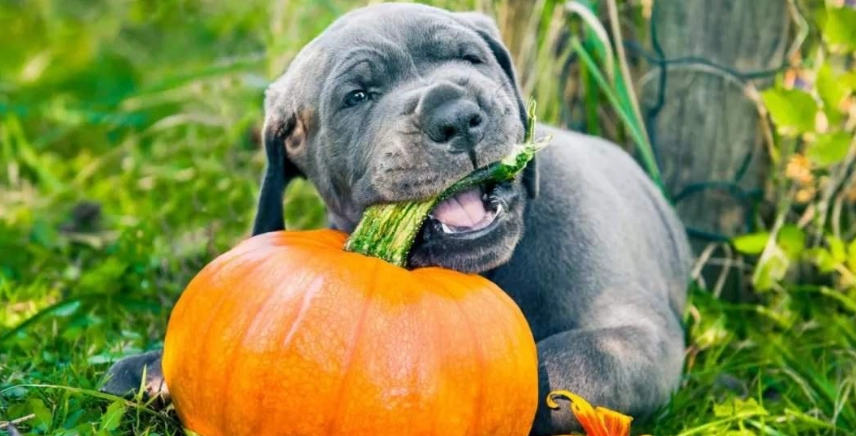 狗狗可以吃南瓜嗎 狗狗可以吃南瓜嗎