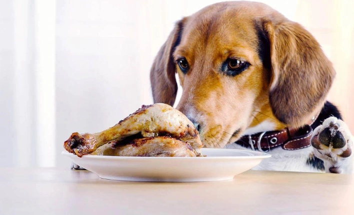 狗狗庫欣氏症治療副作用