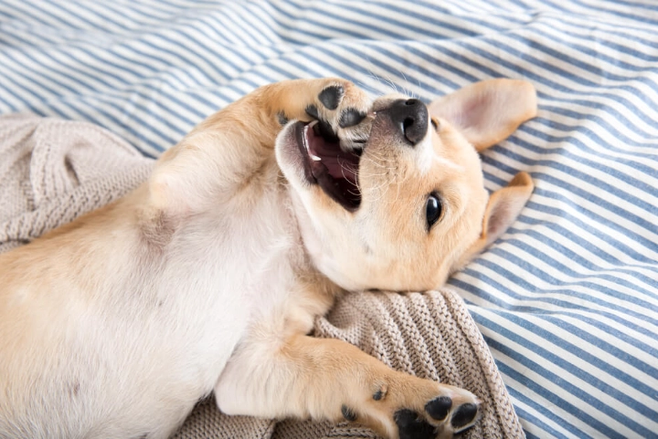 狗狗嚶嚶叫原因