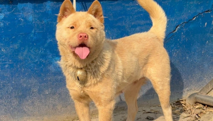 夏威夷果 對狗 有毒