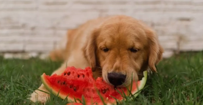 如何餵狗狗節瓜