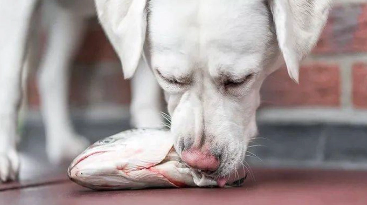 狗飲食安全 狗飲食安全